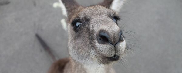 kangourou - Sputnik Afrique