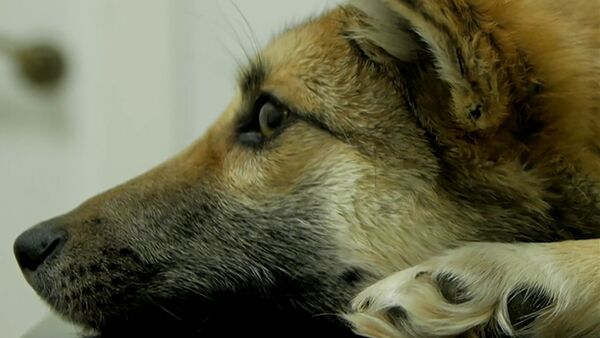 Chance inespérée: une chienne avec une corde incrustée dans le cou a été sauvée - Sputnik Afrique