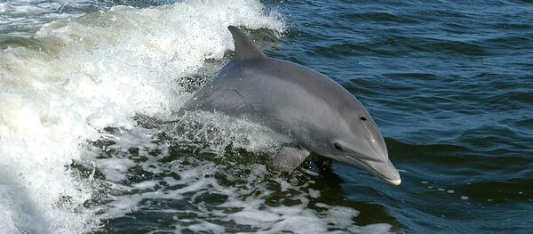 Un dauphin - Sputnik Afrique