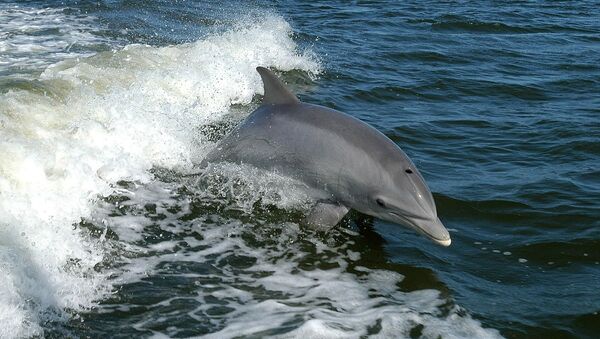 Un dauphin - Sputnik Afrique