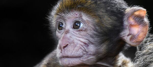 Bébé singe (image d'illustration) - Sputnik Afrique