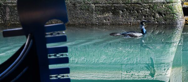 L'eau des canaux de Venise de nouveau claire avec le confinement

 - Sputnik Afrique