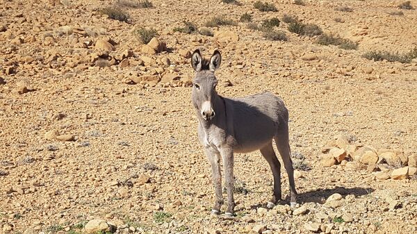 Faire revivre un village au sommet des Aurès, le pari d’un homme d’affaires algérien - Sputnik Afrique