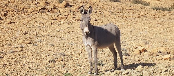Âne  - Sputnik Afrique