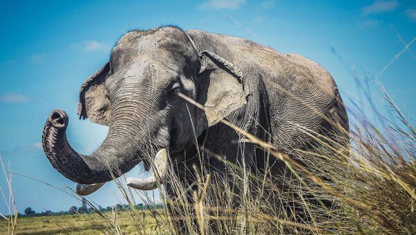 Éléphant d'Asie - Sputnik Afrique