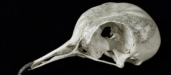 Le crâne d'un oiseau (image d'illustration) Le crâne d'un oiseau (image d'illustration) - Sputnik Afrique