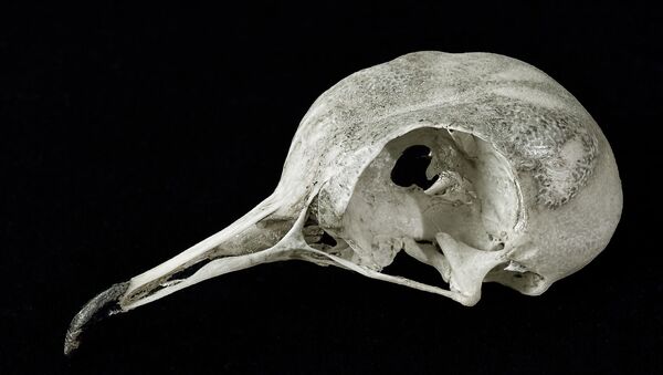 Le crâne d'un oiseau (image d'illustration) - Sputnik Afrique