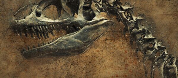 Squelette d'un dinosaure Squelette d'un dinosaure - Sputnik Afrique