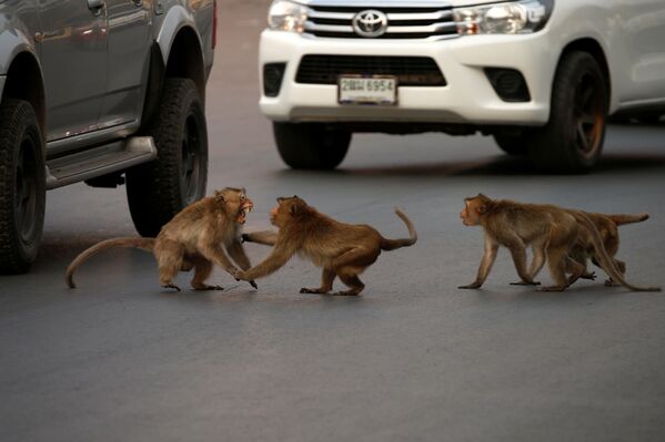 Coronavirus en Thaïlande: la ville de Lopburi occupée par des singes
 - Sputnik Afrique