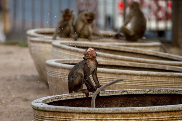 Coronavirus en Thaïlande: la ville de Lopburi occupée par des singes
 - Sputnik Afrique