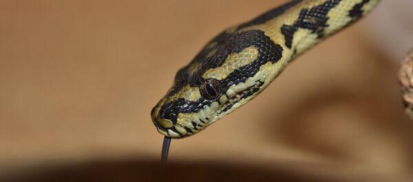 Un serpent  - Sputnik Afrique