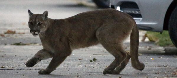 Пума на улице города Сантьягу в Чили  - Sputnik Afrique