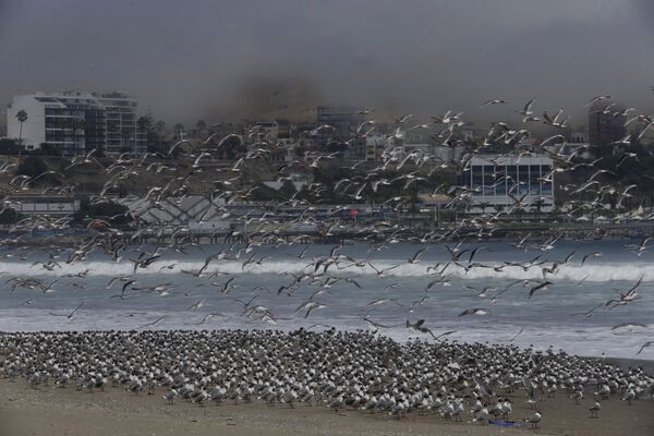 Oiseaux sur la plage Agua Dulce de Lima, Pérou. - Sputnik Afrique