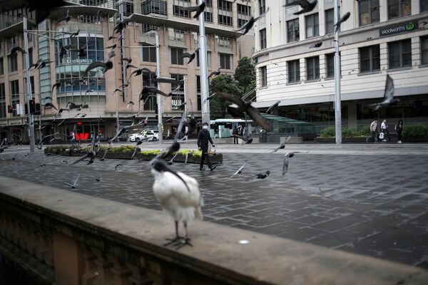 Oiseaux dans une rue déserte de Sydney. - Sputnik Afrique