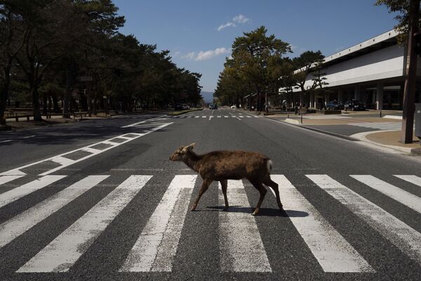 Cerf traversant une route à Nara, Japon. - Sputnik Afrique