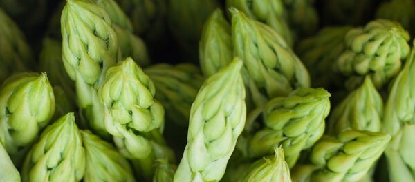 Maraîchers. Asperges primeurs - Sputnik Afrique