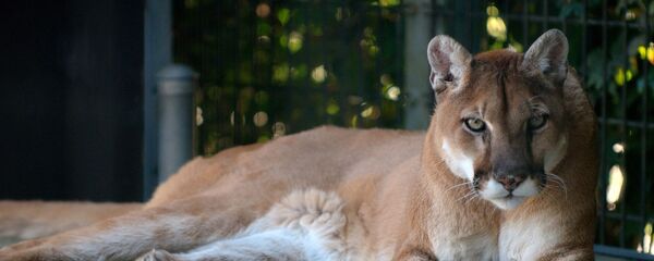 Un puma - Sputnik Afrique