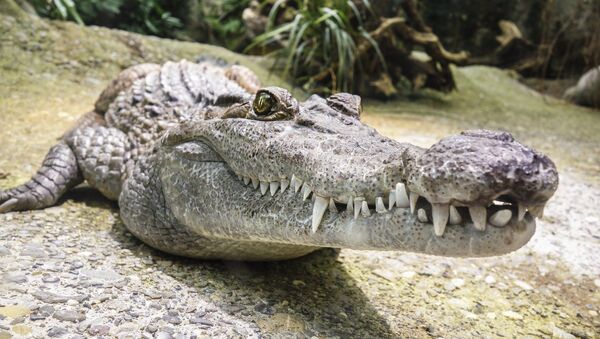Crocodile - Sputnik Afrique