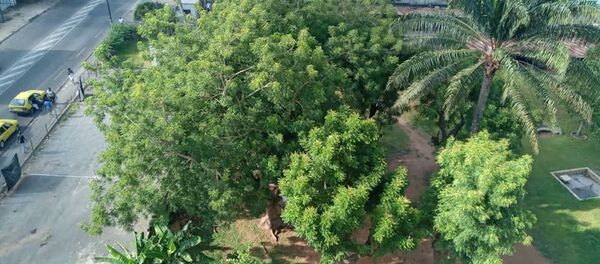 Des neems dans la cour d’un immeuble résidentiel à Abidjan - Sputnik Afrique