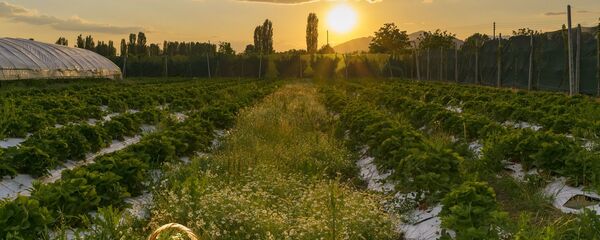 Un champ de fraises - Sputnik Afrique