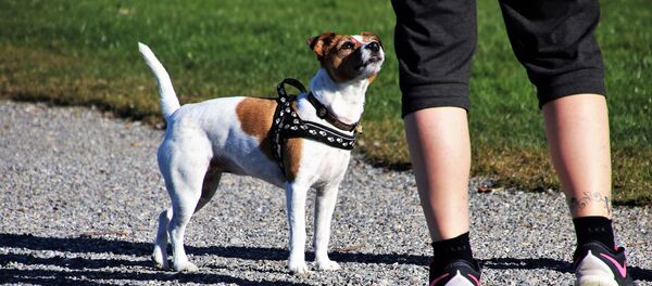 un homme avec un chien - Sputnik Afrique