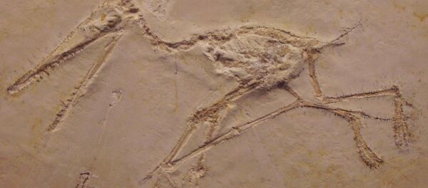 Ptérodactyle Ptérodactyle - Sputnik Afrique