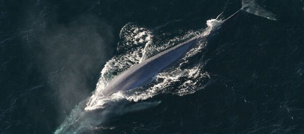 Une baleine bleue - Sputnik Afrique