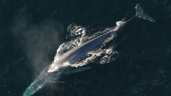 Baleine bleue. Image d'illustration - Sputnik Afrique