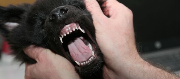 Un chien (image d'illustration) - Sputnik Afrique