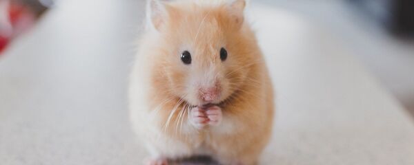 Un hamster - Sputnik Afrique