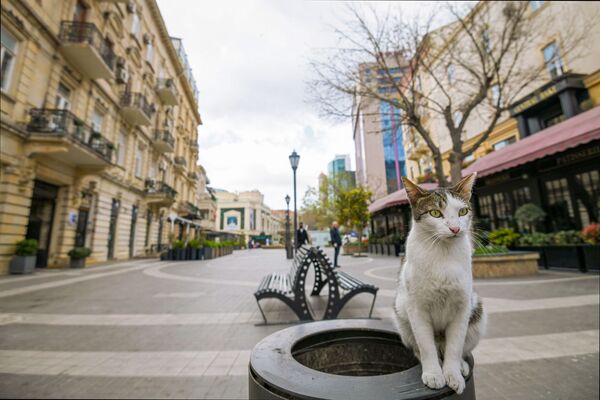 Un chat dans une rue déserte de Bakou, en Azerbaïdjan - Sputnik Afrique