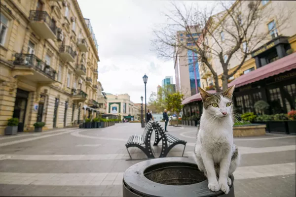 Un chat dans une rue déserte de Bakou, en Azerbaïdjan Un chat dans une rue déserte de Bakou, en Azerbaïdjan - Sputnik Afrique
