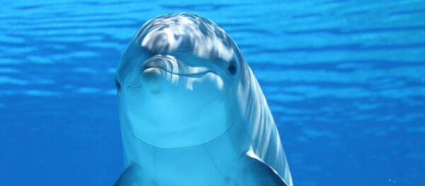 Un dauphin - Sputnik Afrique