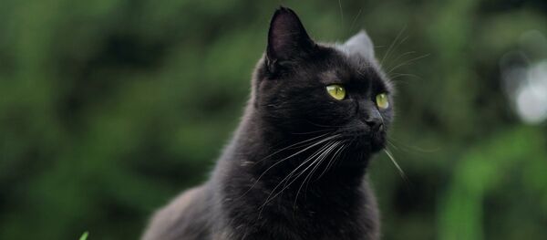 Un chat (image d'illustration) - Sputnik Afrique