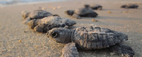 Des petites tortues  - Sputnik Afrique