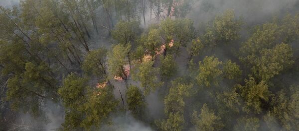 Un incendie de forêt dans la zone d’exclusion de la centrale nucléaire de Tchernobyl  - Sputnik Afrique