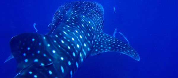 Un requin-baleine - Sputnik Afrique