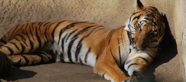 Un tigre de Malaisie (image d’illustration) - Sputnik Afrique