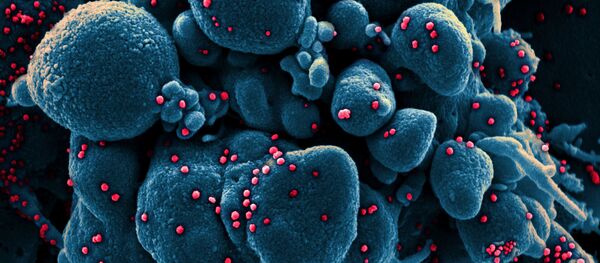 Le coronavirus du Covid-19 sous l’œil du microscope

 - Sputnik Afrique