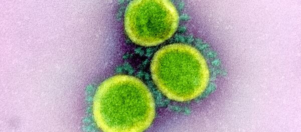 Микрофотография частиц коронавируса в клетке зараженного человека - Sputnik Afrique