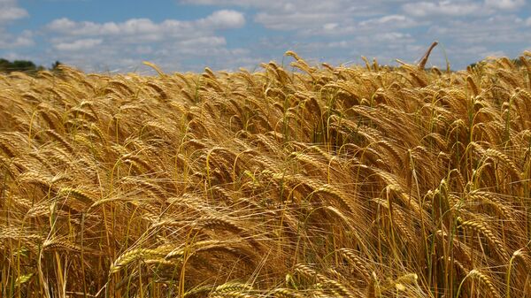 Un champ de blé dans le Loir-et-Cher - Sputnik Afrique