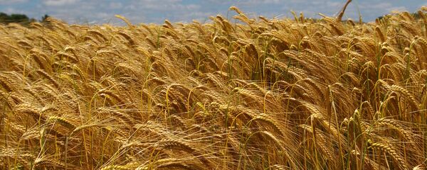 Un champ de blé dans le Loir-et-Cher - Sputnik Afrique