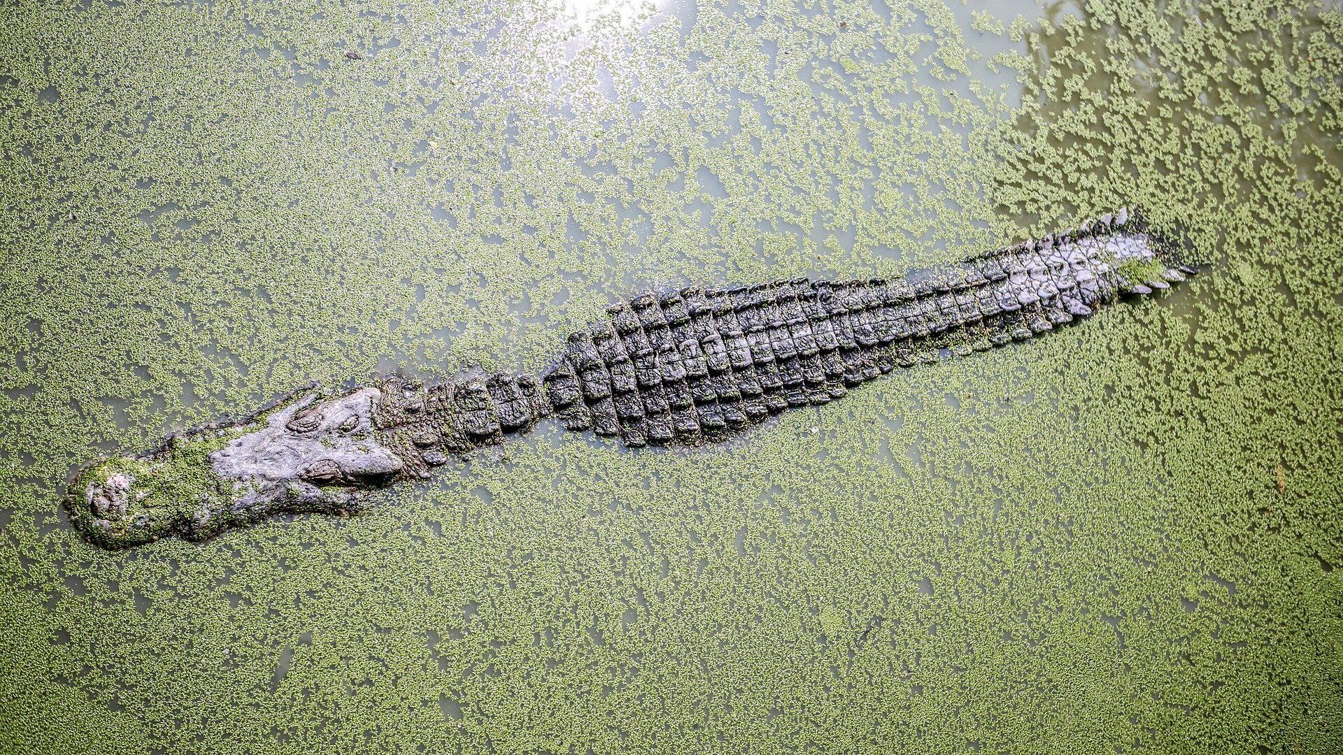Crocodile - Sputnik Afrique, 1920, 15.03.2023