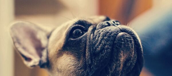 Un bouledogue français  - Sputnik Afrique