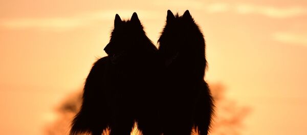 Chiens - Sputnik Afrique