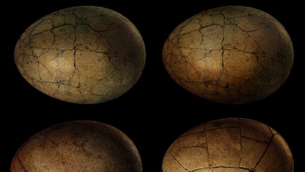  Des œufs de dinosaures (image d'illustration) - Sputnik Afrique
