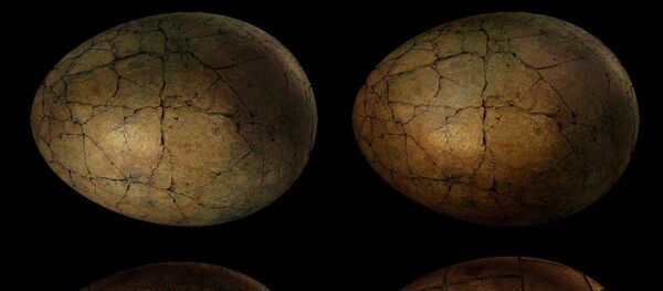 Des œufs de dinosaures (image d'illustration) Des œufs de dinosaures (image d'illustration) - Sputnik Afrique