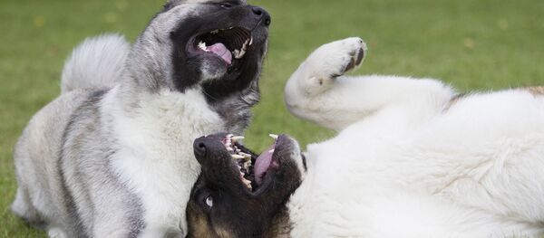 Chiens - Sputnik Afrique
