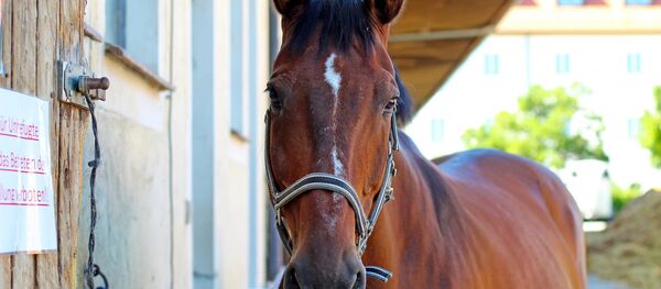Cheval - Sputnik Afrique