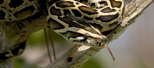 Python - Sputnik Afrique